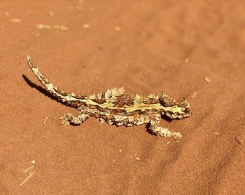 High angle view of crab on sand