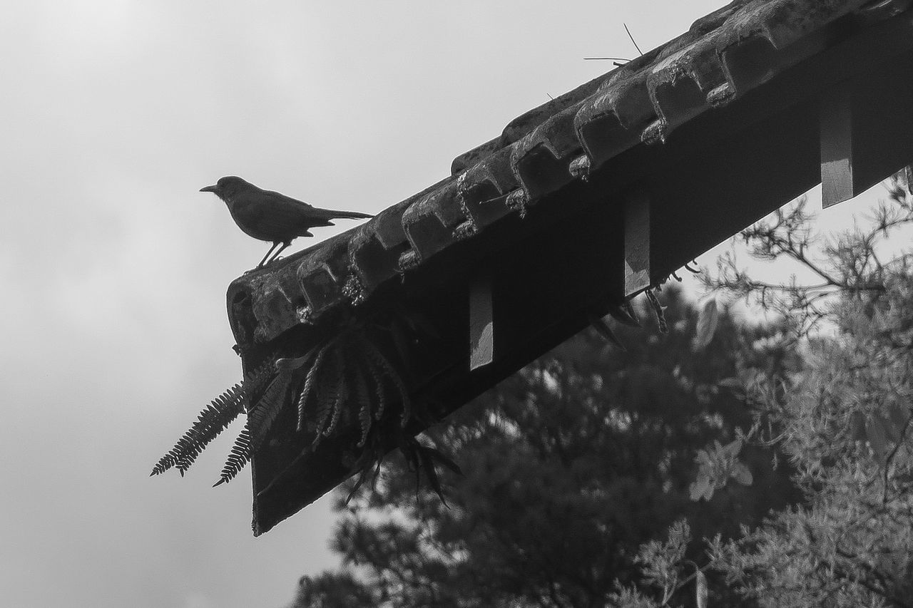 LOW ANGLE VIEW OF BIRD PERCHING ON A PLANT