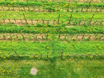 High angle view of field