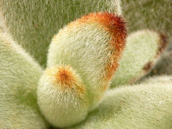 Close-up of cactus plant