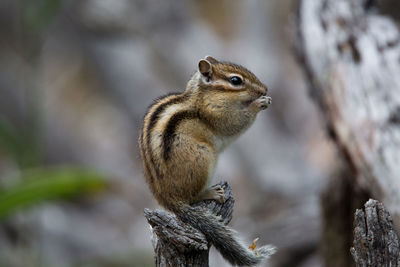 Squirrel on a tree