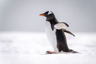 Gentoo penguin waddles across snow facing left