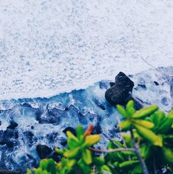 Close-up of snow in water