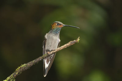 Close-up of hummingbird perching on twig