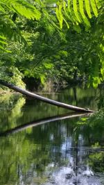 Reflection of trees in pond