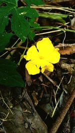 Close-up of yellow flower blooming outdoors