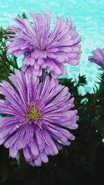 Close-up of flower blooming outdoors