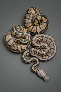 Close-up of snake on table