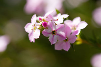 Close-up of pink cherry blossoms