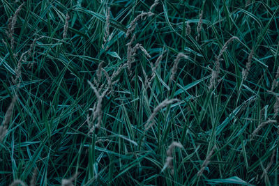 Full frame shot of grass