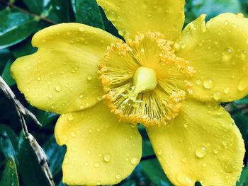 Close-up of wet yellow flower in rainy season