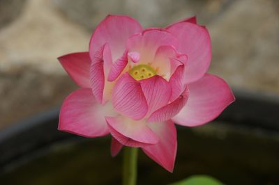 Close-up of pink flower blooming outdoors