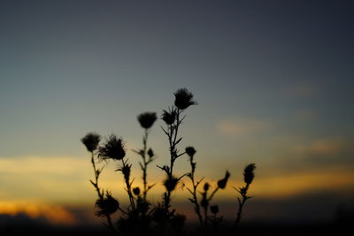 Silhouette plant against sky during sunset