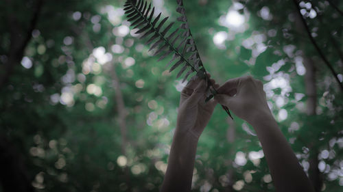 Close-up of hand holding plant