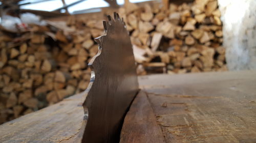 Close-up of lizard on wood