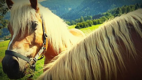 Panoramic shot of horse on field against sky