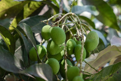 Close-up of fruits growing on tree