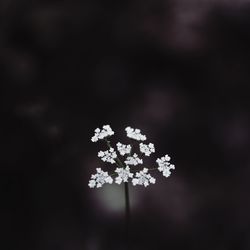 Close-up of flowers on snow