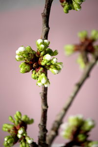 Close-up of green leaves