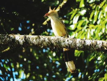 Low angle view of bird perching on tree