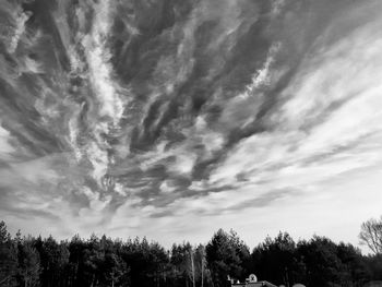 Low angle view of trees against sky