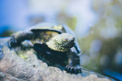 Close-up of turtle swimming in water