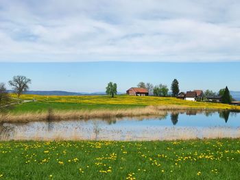 Scenic view of agricultural field against sky