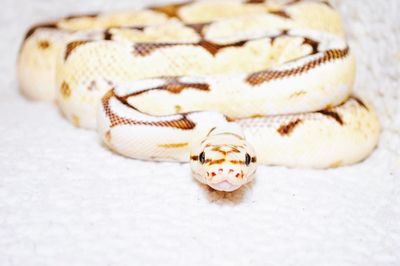 Close-up of snake