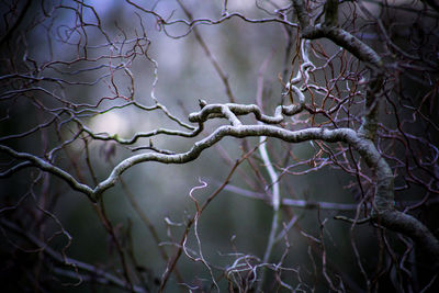 Gnarled branches woodland. 