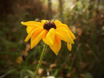 Close-up of yellow flower