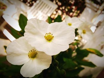 Close-up of white flowers
