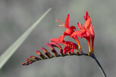 Close up of a valentine flower  in bloom