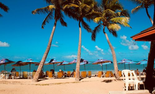 Palm trees on beach against blue sky