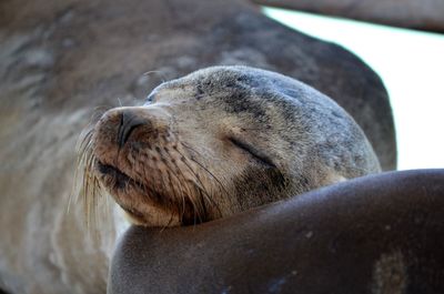 High angle view of sea lion