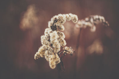 Close-up of flower against blurred background