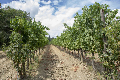 Panoramic shot of agricultural field against sky