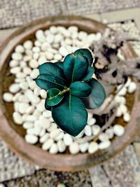 High angle view of plant