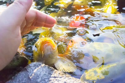 Close-up of hand holding fish