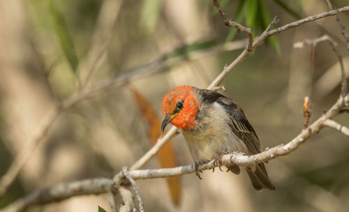 Close-up of a bird perching on branch