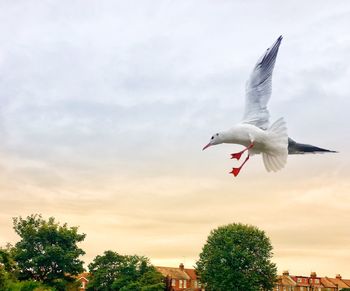 Bird flying in sky