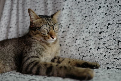 Portrait of cat relaxing outdoors