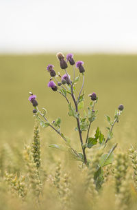 Close-up of purple flowering plant on field