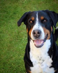 Close-up portrait of dog