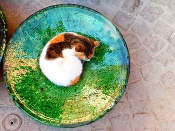 High angle view of cat sleeping on tiled floor