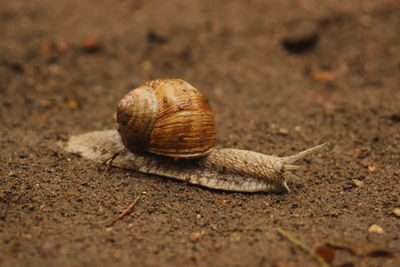 Close-up of snail