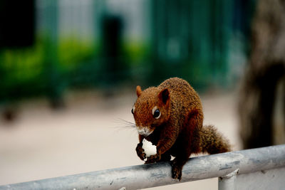 Close-up of squirrel on retaining wall