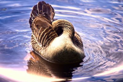 Close-up of duck swimming in lake