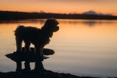 Dog standing by lake against sky during sunset