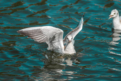 View of seagulls in lake