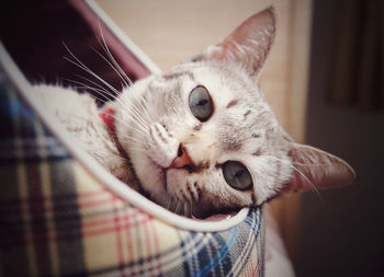 Close-up of a cat